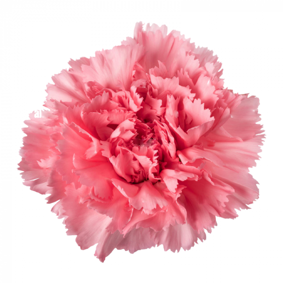 PINK CARNATION