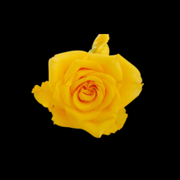 rose yellow