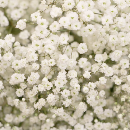 copy of Gypsophile White