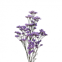 Limonium Sky Light